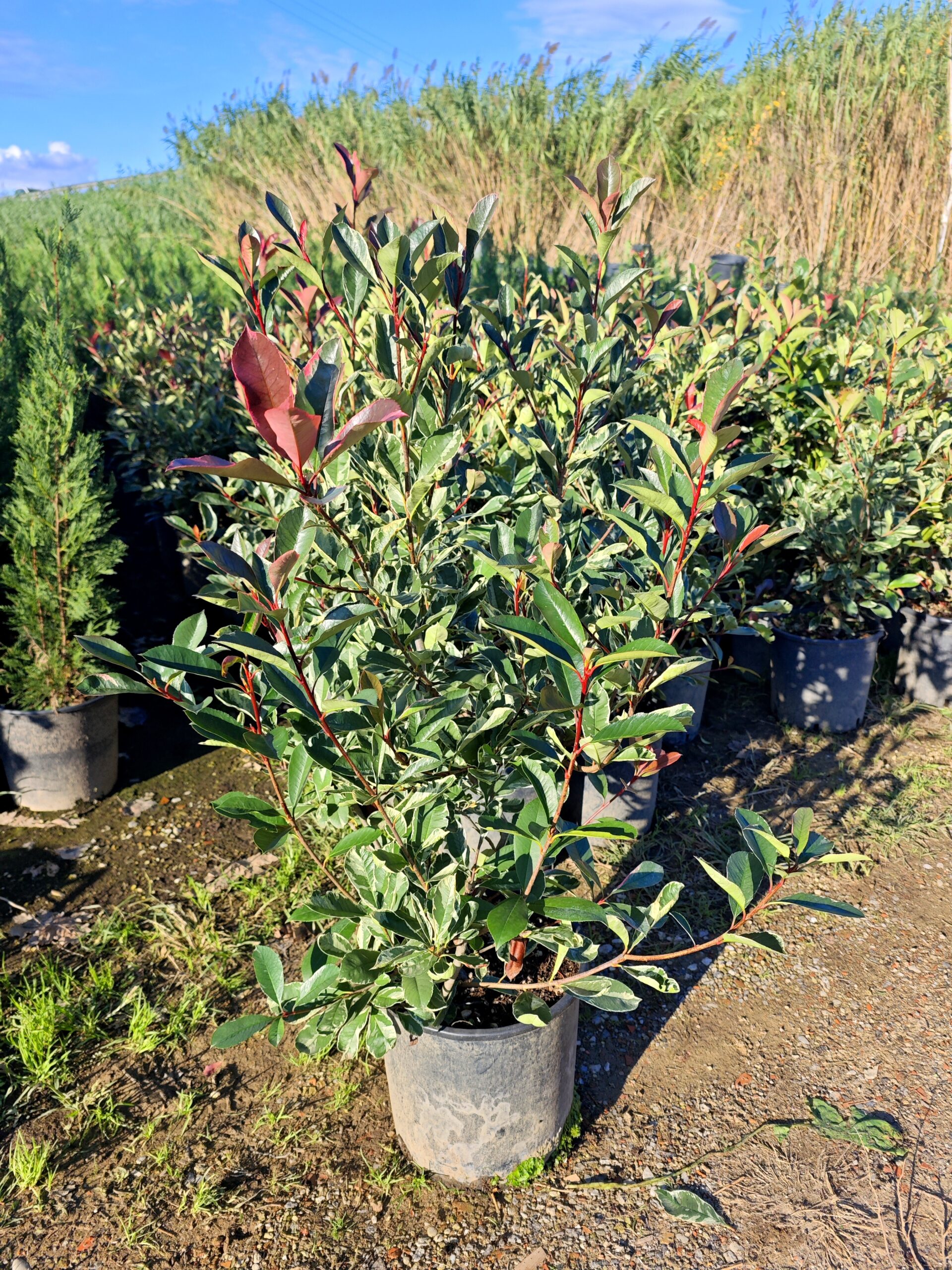 photinia